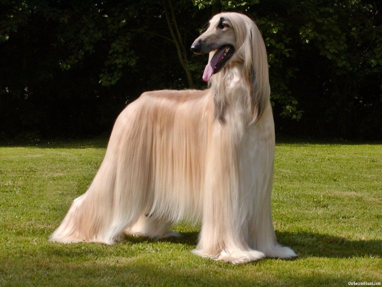 Afghan Hound ( Galgo Afegão)