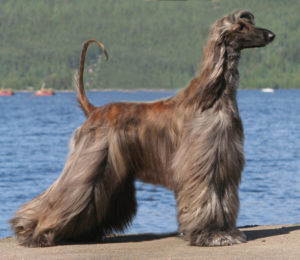 Afghan-Hound_2