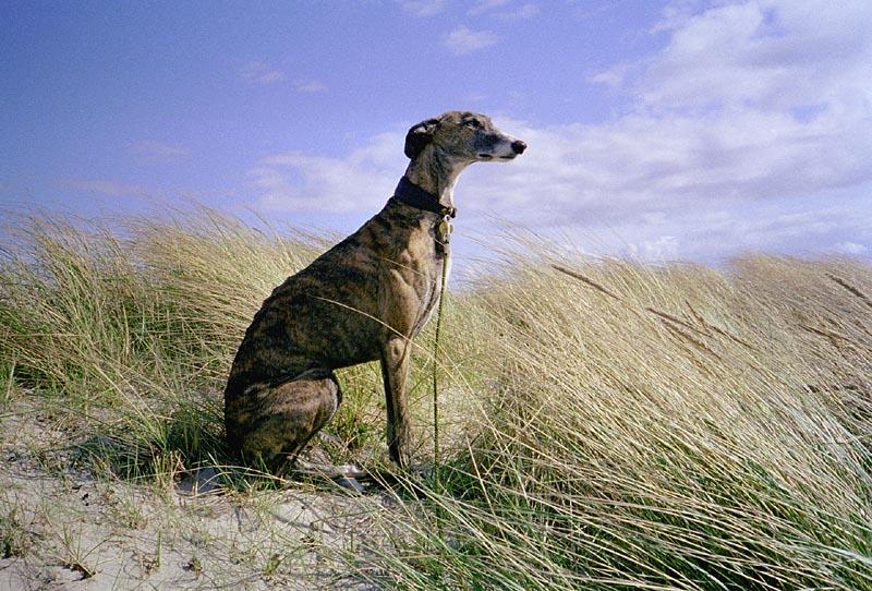 Galgo Espanhol