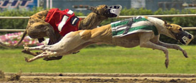 Greyhound (Galgo Inglês)