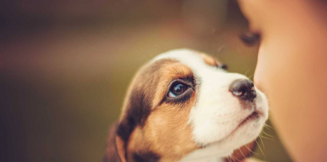 A origem do cão doméstico