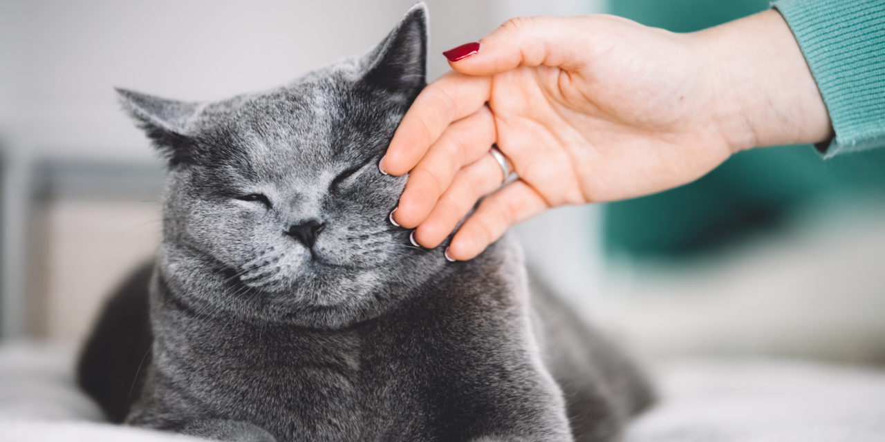 Onde o gato mais gosta de carinho?