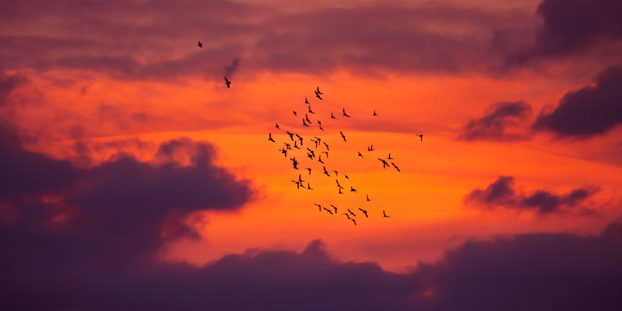 A Migração das Aves