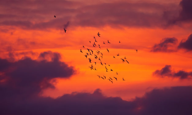 A Migração das Aves